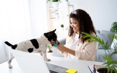 A Beginner’s Guide to Starting Your Own Pet-Sitting Business