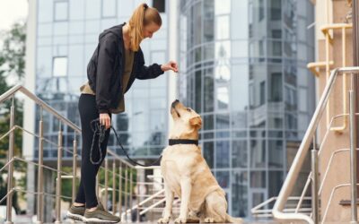 Start & Grow Dog Walking Services with AI-Generated Sales Leads